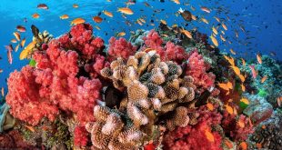 إنشاء 3 مواقع للغوص في الغردقة لحماية الشعاب المرجانية وتهيئة ظروف البيئة