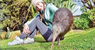 نيوزيلندا تدرج 5 أنواع منقرضة للقب الطير الأكثر شعبية