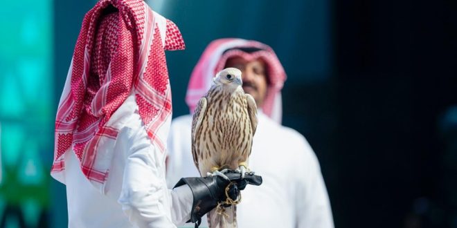 أغلى صقر حر في الشرق الأوسط يباع بنصف مليون ريال في السعودية