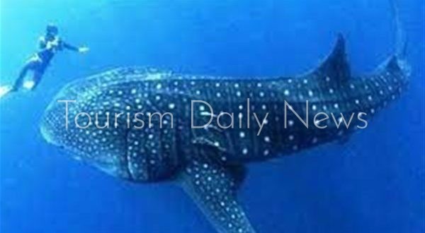 القرش الحوتي "بهلول" على السواحل المصرية ويقترب من الغردقة