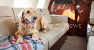 كيه 9 جتس تطلق طائرات خاصة جديدة تماماً لنقل الكلاب