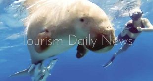 تحفة طبيعية مهددة بالانقراض .. غواصون هواة يكشفون عروس البحر النادر