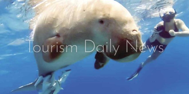 تحفة طبيعية مهددة بالانقراض .. غواصون هواة يكشفون عروس البحر النادر