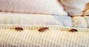 سلطات فرنسا تغلق 7 مدارس بسبب انتشار حشرات الفراش