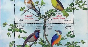 محطة توقف للقادمين من 3 قارات .. بطاقة بريد مصرية تذكارية للطيور المهاجرة