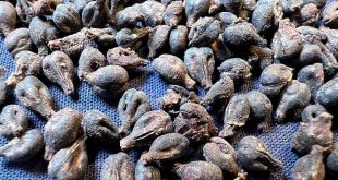 مصر تعلن العثور على بقايا نبيذ يعود عمره لأكثر من 5 آلاف سنة