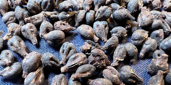 مصر تعلن العثور على بقايا نبيذ يعود عمره لأكثر من 5 آلاف سنة
