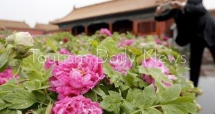 علماء في الصين يكتشفون سُلالتان من نباتات أورموسيا ميكروفيلا النادرة