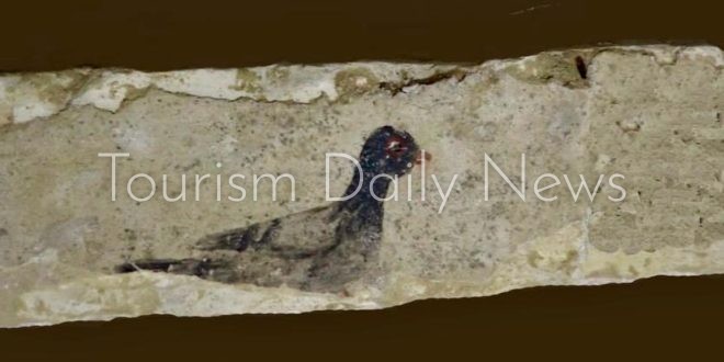 مصر : الكشف عن عدد من المقابر تعود للعصرين البطلمي والروماني