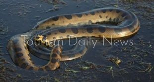 اكتشاف أكبر ثعبان في العالم طوله 7.92 متر ووزنه 199.58 كج بغابات الأمازون