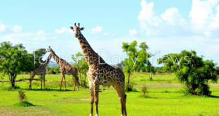 أغنى المناظر الطبيعية في العالم .. تنزانيا وجهة مثالية لعشاق رحلات السفاري