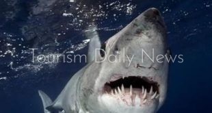 سمكة القرش ماكو