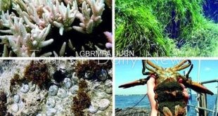 الشعاب المرجانية ذات الألوان الزاهية في أعماق المحيطات تتحول الى الأبيض