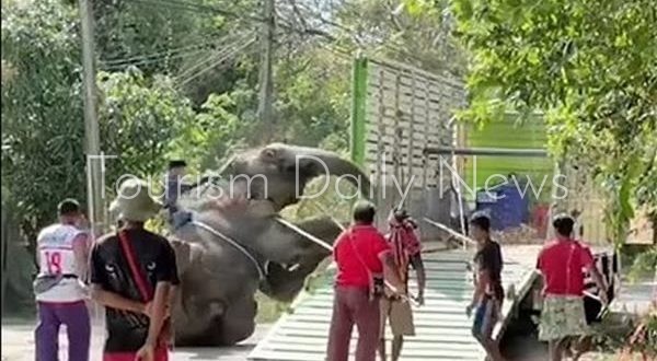 الأفيال الهائجة تثير الرعب في تايلاند ومصرع 150 وإصابة 133 شخصًا وسائحاً