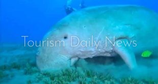 غواصون يرصدون ظهور عروس البحر أمام سواحل مرسى علم