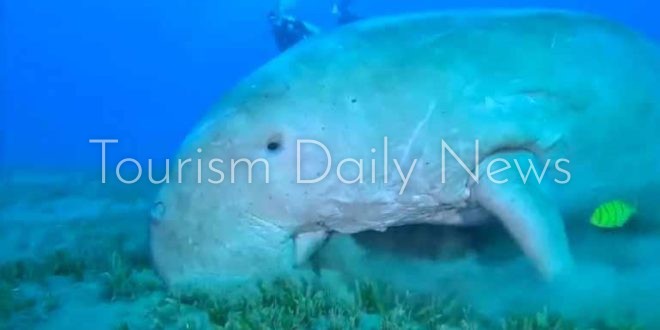 غواصون يرصدون ظهور عروس البحر أمام سواحل مرسى علم