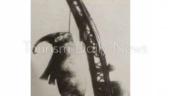 إعدام الفيل مارى أول حالة إعدام شنقا لحيوان في التاريخ