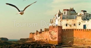 يجسد بدقة التعايش بين الإنسان والبحر.. النورس شهود صامتون على تقلبات البحر