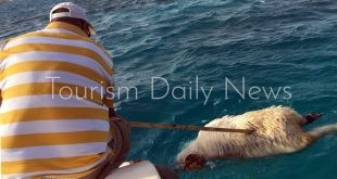 محميات البحر الأحمر تفتح تحقيقًا حول إلقاء خراف نافقة في منطقة شعاب أبونحاس