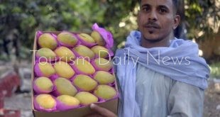 المانجو في صعيد مصر كنز زراعي يواجه التحديات ويعزز الاقتصاد
