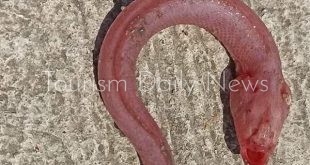 صيادون ينفون ظهور الثعبان الأحمر الأعمى الخطير على شواطئ بورسعيد