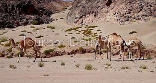 محمية وادي الجمال