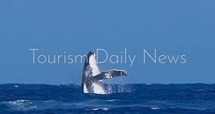 حوت عملاق يسرق الأضواء في أولمبياد باريس