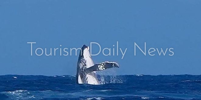 حوت عملاق يسرق الأضواء في أولمبياد باريس