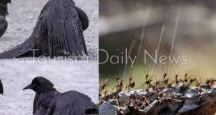 محمية بحيرة البجع الطبيعية معجزة التناغم البيئي بين الطيور والنمل