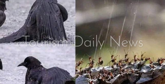 محمية بحيرة البجع الطبيعية معجزة التناغم البيئي بين الطيور والنمل