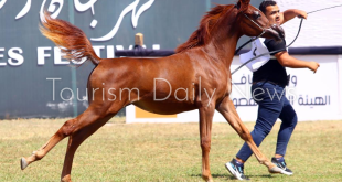 عروض جوية ورعاية سياحية في افتتاح مهرجان الشرقية للخيول العربية الأصيلة