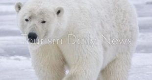 خفر سواحل أيسلندا ينفذون القتل الرحيم لدب قطبي شارد قرب بلدة ساحلية