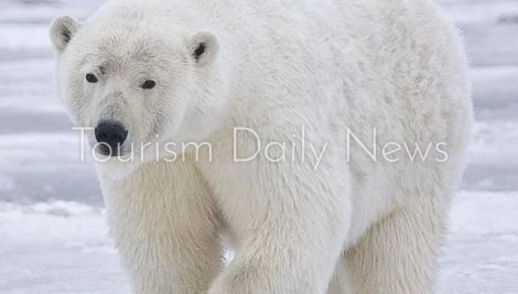 خفر سواحل أيسلندا ينفذون القتل الرحيم لدب قطبي شارد قرب بلدة ساحلية