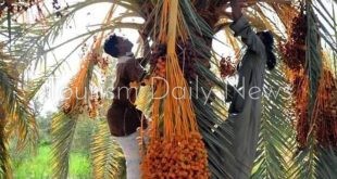 موسم حصاد التمور في الأقصر وإسنا: ثروة زراعية وتجربة سياحية فريدة