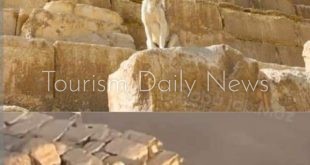 حادث غامض يشغل العالم .. لغز صعود الكلب البلدي إلى قمة الهرم الأكبر