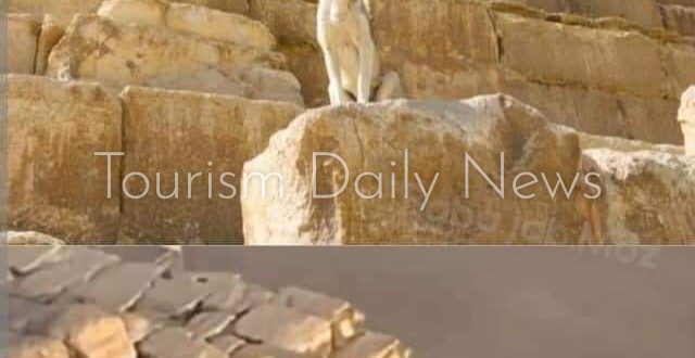 حادث غامض يشغل العالم .. لغز صعود الكلب البلدي إلى قمة الهرم الأكبر