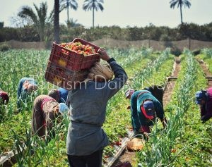 السياحة الزراعية تجربة الحياة الريفية لعشاق الطبيعة.. مصر وموسم حصاد البصل