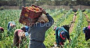 السياحة الزراعية تجربة الحياة الريفية لعشاق الطبيعة.. مصر وموسم حصاد البصل