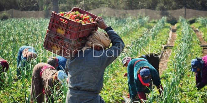 السياحة الزراعية تجربة الحياة الريفية لعشاق الطبيعة.. مصر وموسم حصاد البصل