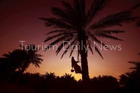 هيئة أبو ظبي للتراث تنظيم الدورة الأولى لمهرجان العين للتمور 3 يناير