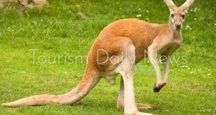 الصيد وراء انقراض الكنغر بأستراليا وليست التغيرات المناخية