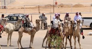 شرم الشيخ تستعد لاستقبال المهرجان العربي للهجن والتراث وتفتتح مضمار سباقات