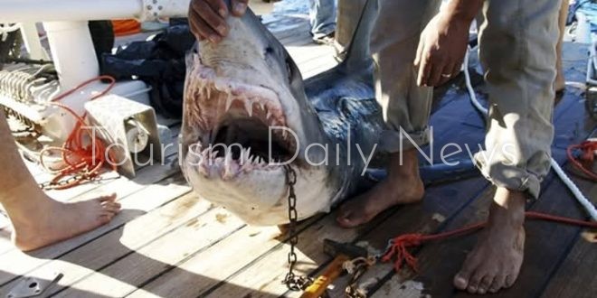 مخالفات الصيد الجائر والأسباب الحقيقية لهجمات القرش على سياح مرسى علم