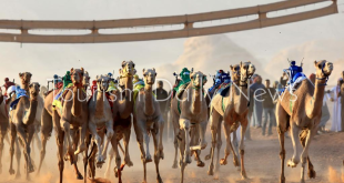 انطلاق فعاليات مهرجان راعي الهدلا للهجن والتراث 2025 في وادي عربة