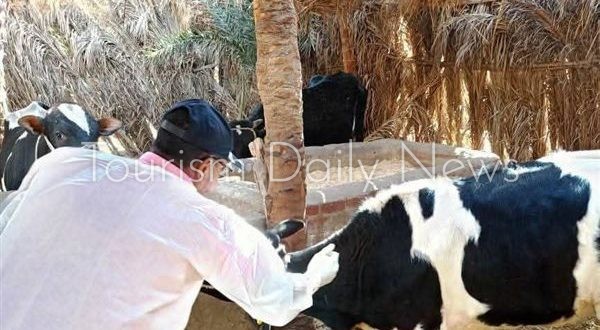 بدء الحملة القومية للتحصين ضد مرض الحمى القلاعية وحمى الوادي المتصدع