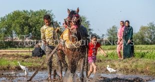 السياحة الزراعية .. موسم الأرز في الشرقية مشهد تراثي متجدد