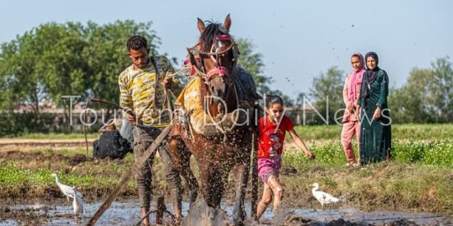 السياحة الزراعية .. موسم الأرز في الشرقية مشهد تراثي متجدد