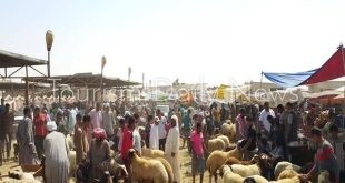 الأضحية .. بين الشعيرة والهوية الثقافية والتحديات البيئية في مصر