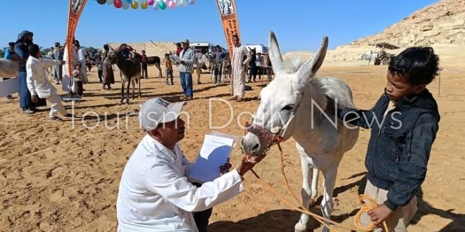 اليوم العالمي للحمار .. رفيق الإنسان المنسي وأحد أعمدة المجتمعات الريفية
