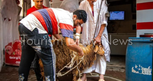 ميزان القبان .. الطريقة القديمة لوزن الأضحية ما بين الدقة والاندثار